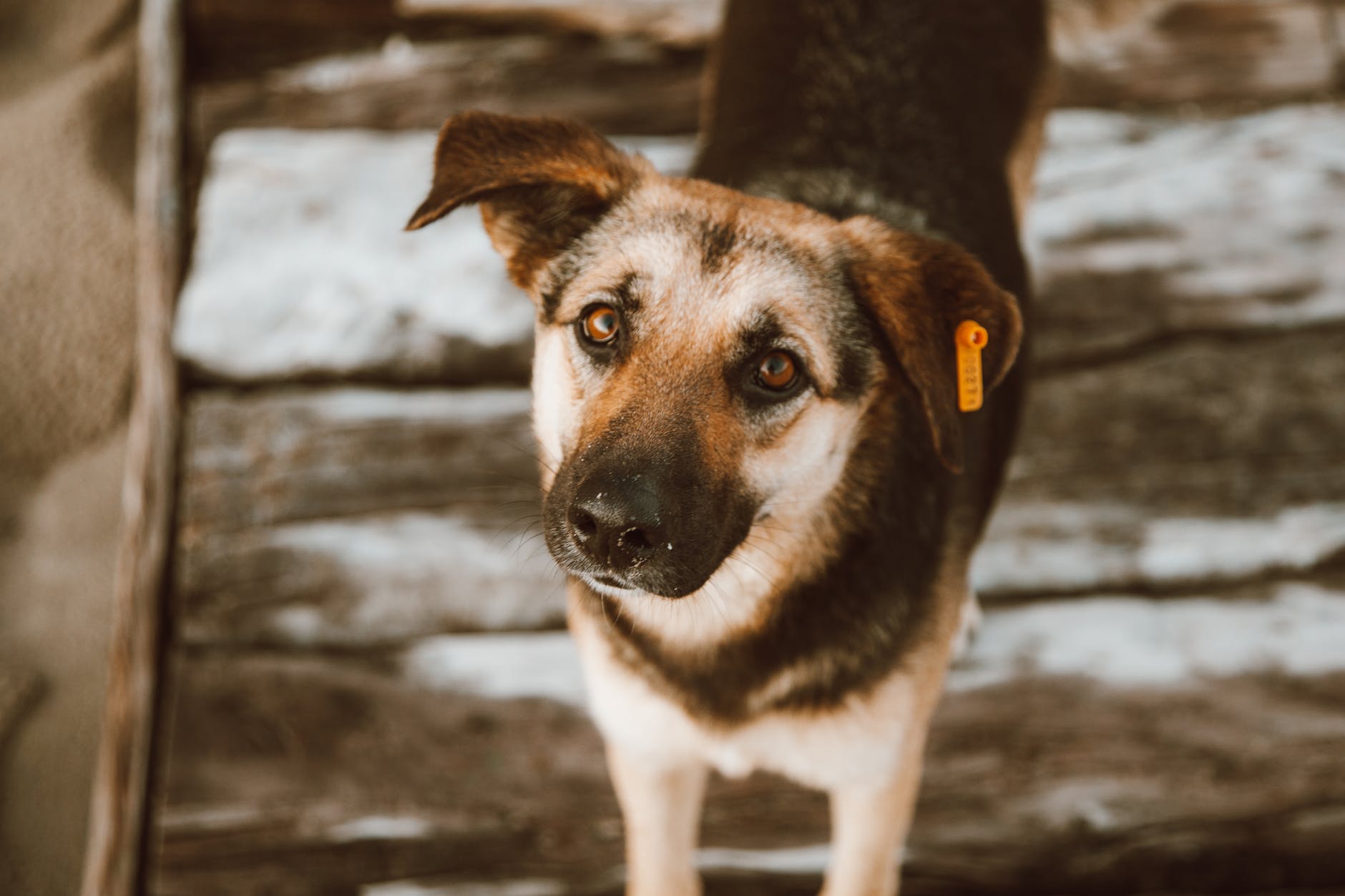 selective focus photo of cute short coated dog