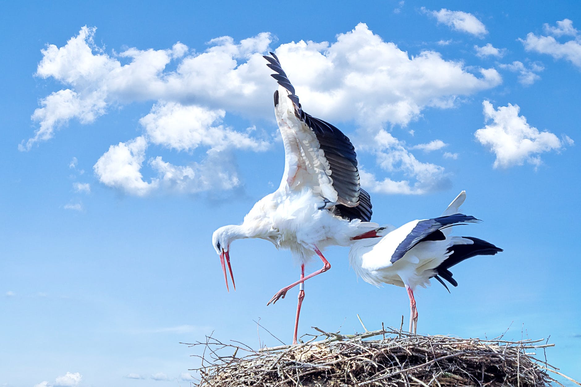 Storch verursacht Stromausfall